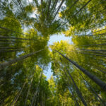 bilancio sostenibilità obbligatorio